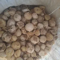 موسیر بذری