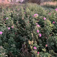 کنده رز هلندی و ساناز و رونده