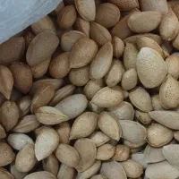 بادام تلخ تازه درجه یک امسال