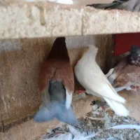 کبوتر ساتن کفتر سینه فر نوک کوچیک|پرنده|مشهد, عبادی|دیوار