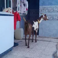 بز و بیگ نر