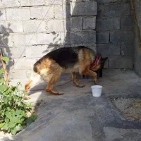 ژرمن شپرد شولاین|سگ|دورود, |دیوار