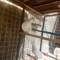 کبوتر زینتی|پرنده|فردوس (خراسان), |دیوار