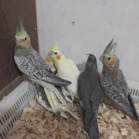 عروس هلندی سرلاکی