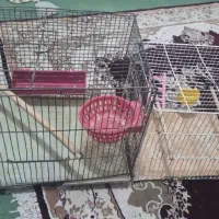 قفص