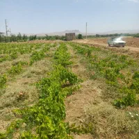 فروش نهال انگور