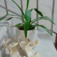 صندل مجلسی