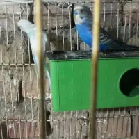 مرغ عشق  معاوضه