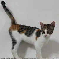 واگذاری رایگان بچه گربه