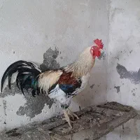 مرغ خروس