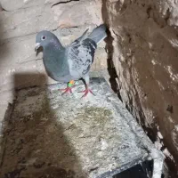 ماده پلاکی|پرنده|مشهد, پورسینا|دیوار