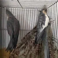 عروس هلندی جفت