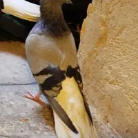 کفتر سبز دم سفید|پرنده|چهاردانگه (تهران), |دیوار