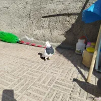 طوقی کفتر صید آبوبرق کفتر کبوتر سینه رنگی