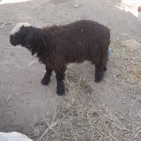 بره نر وزن پایین بسیار لذیذ خوشمزه