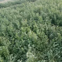 یونجه تازه کیلو ۸ هزار