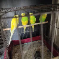 مرغ عشق|پرنده|تهران, شمشیری|دیوار