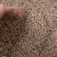 عدس دانه درشت سبز ۱۷۰ عدس مغز زعفرانی کیلو ۱۶۰|خوردنی و آشامیدنی|نکا, |دیوار