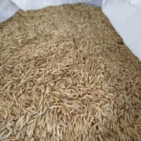 بذرشالی فجر سوزنی۹۰روزه