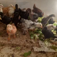 جوجه نژاد دار مرغ خروس