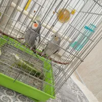 عروس هلندی جفت مولد