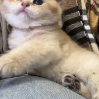 گربه اسکاتیش برتیش از پدر و مادر وارداتی|گربه|تبریز, |دیوار