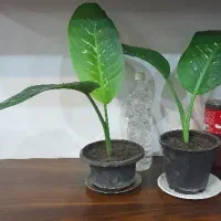 گل طبیعی برای روز مادر فروش و معاوضه