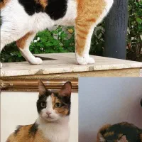 گم شده