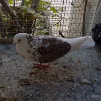 کفتر شازده،سینه دم سیاه|پرنده|نائین, |دیوار