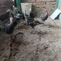 بوقلمون