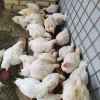 جوجه گوشتی