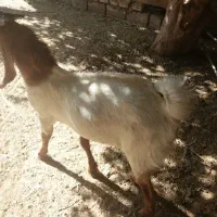 کهره نرپاکستانی درجه یک|حیوانات مزرعه|مهریز, |دیوار