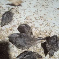 بلدرچین جوان