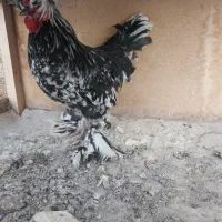 خروس گلین سلطان چهل تاج