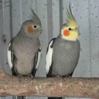 سه عدد عروس هلندی