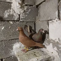 کبوتر پلاک|پرنده|دوگنبدان, |دیوار