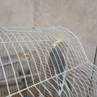 هلندی|پرنده|قم, شهر قائم|دیوار