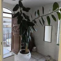 گل گوش فیلی