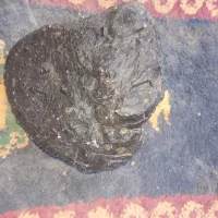شه اب سینگ|جواهرات|بم, |دیوار