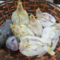 طوطی|پرنده|ایذه, |دیوار