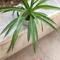 کادوی روز مادر|گل و گیاه طبیعی|شاهینشهر, شهرک ردانی پور|دیوار