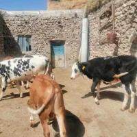 گوساله