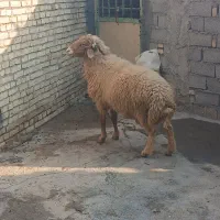 گوسفند قوچ وبره بزغاله گاو