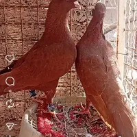 چند تا حیوون عتیقه|پرنده|تربت‌حیدریه, بی بی حسنیه|دیوار