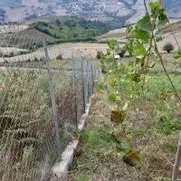 زمین، روستای پاجی