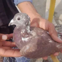 بور مگس نر|پرنده|زهک, |دیوار