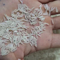 برنج فجر 90 روزه امساله|خوردنی و آشامیدنی|سنگدوین, |دیوار