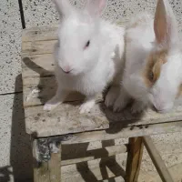 پرورش خرگوش آقا رضا