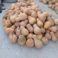 کدو حلوایی شیرین