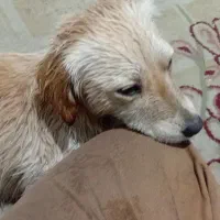 سگ پاه کوتاه